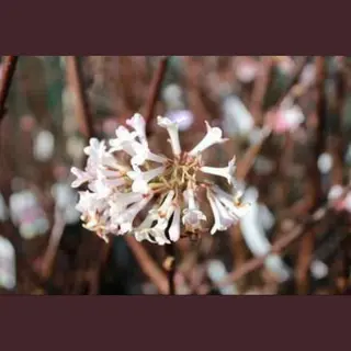 GRDplanten Viburnum Bodn. 'Charles Lamont' - Sneeuwbal 50- 60 Cm In Pot