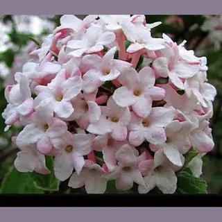 GRDplanten Viburnum Carlesii - Sneeuwbal 40- 60 Cm In Pot