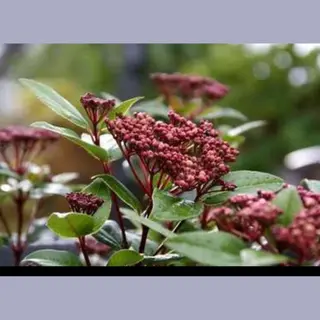 GRDplanten Viburnum Tinus 'Spirit'® ('anvi'®) - Sneeuwbal 'Spirit' 25- 30 Cm In Pot