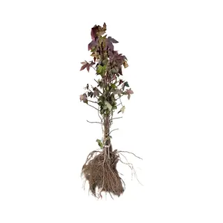 GRDplanten 10 X Liquidambar Styraciflua - Amberboom 30-50 Cm | Blote Wortel
