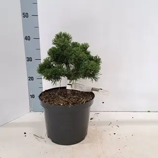 GRDplanten Pinus Mugo 'March' - Bergden | 25-30 Cm Pot