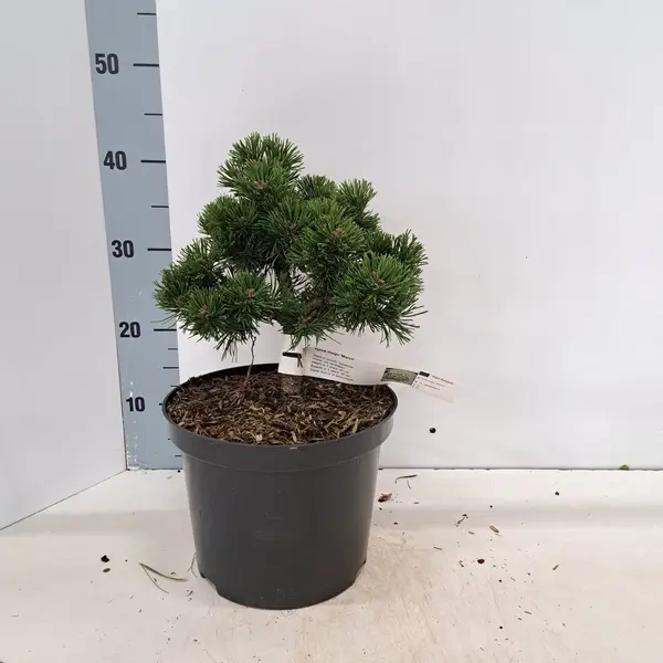 GRDplanten Pinus Mugo 'March' - Bergden | 25-30 Cm Pot thumbnail