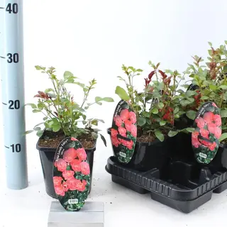 Rosa (Pa) 'Lovely Fairy' ® - Roos | 10-15 Cm In Pot