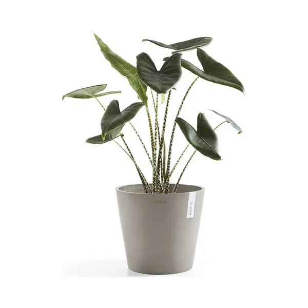 Ecopots Amsterdam Grau Plastik 1 Stück(e) thumbnail