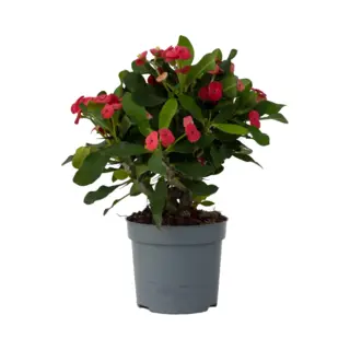 Plant In A Box Euphorbia Milii ⌀ 13 Cm - Christusdoorn - Kamerplant - Vetplant -hoogte 35 Cm