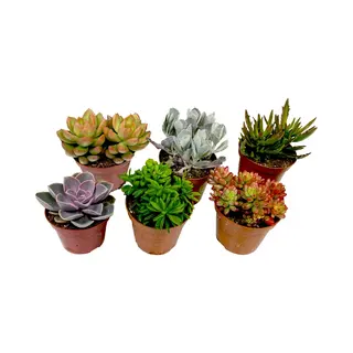Plant In A Box - Mix Van Mini-vetplanten - Mix Van 6 Stuks Vetplanten - Echte Planten - Decoratief En Makkelijk Te Onderhouden - Pot 5, 5cm - Hoogte