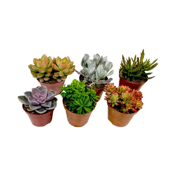 Plant In A Box - Mix Van Mini-vetplanten - Mix Van 6 Stuks Vetplanten - Echte Planten - Decoratief En Makkelijk Te Onderhouden - Pot 5, 5cm - Hoogte thumbnail