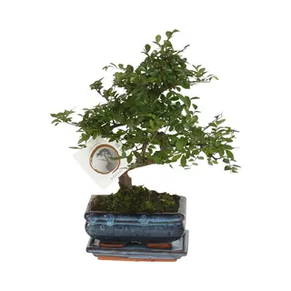 Plant In A Box - Bonsai 'Zelkova' - S-vormig - Hoogte 20–30cm - Pot 15cm - Kamerplant - Japanse Stijl Bonsai