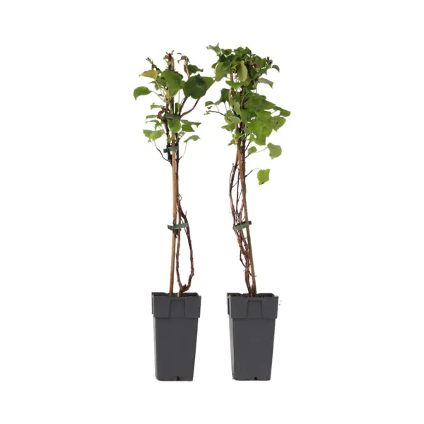 Plant In A Box - Hydrangea Anomala Petiolaris - Set Van 2 - Klimhortensia - ⌀15cm - Hoogte 60-70cm thumbnail