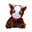 Cow, Molly