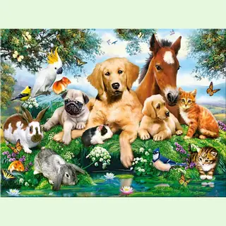 Paint By Numbers Huisdieren - Schilderen Op Nummer - 40x50cm - Volwassenen - Stipco