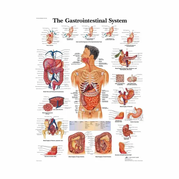 3b-Scientific Het Menselijk Lichaam Poster - Spijsvertering (gelamineerd, 50x67 Cm) thumbnail