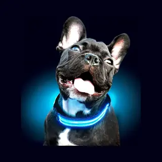 Blauwe Led Halsband Maat S | Honden Halsband Met Verlichting | Licht In Donker | 3 Standen | Verlichte Hondenhalsband | Led Hondenhalsband | Led
