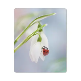 Muismat Lieveheersbeestjes - Lieveheersbeestje Op Een Sneeuwklokje Muismat Rubber - 30x40 Cm - Muismat Met Foto