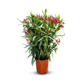 Sunny Tree - Plant - Oleander- Nerium Oleander - Hoogte 80-100 Cm - Kleur Rood - Buitenplant