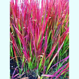 GRDplanten 6 X Imperata Red Baron - Japans Bloedgras In 9x9cm Pot