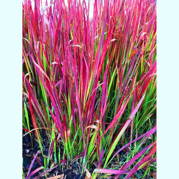 GRDplanten 6 X Imperata Red Baron - Japans Bloedgras In 9x9cm Pot thumbnail