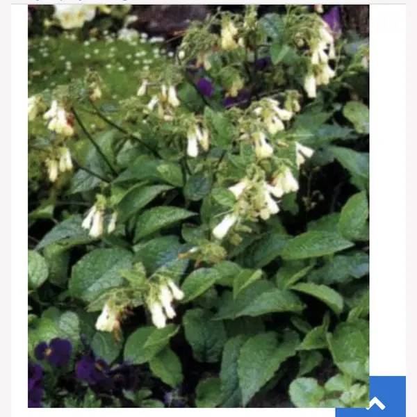 Groendecor Tuinarchitectuur 6 X Symphytum Grandiflorum - Smeerwortel - Pot 9 X 9 Cm thumbnail