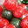 Kerst | Rood & Groen