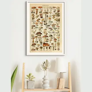 Esque Poster In Witte Lijst Champignon Groenten - Paddenstoelen Natuur Botanisch Millot - Plant & Tuin - 50x70 Cm