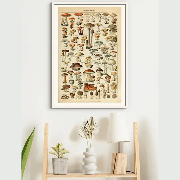 Esque Poster In Witte Lijst Champignon Groenten - Paddenstoelen Natuur Botanisch Millot - Plant & Tuin - 50x70 Cm thumbnail