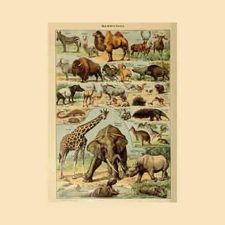 Esque Vintage Poster Schoolplaat Dieren - Olifant, Giraffe, Hert, Zebra - Retro Educatieve Illustratie - 50x70 Cm