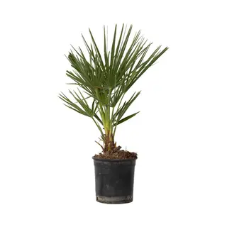 Plant In A Box - Chamaerops Humilis - Europese Dwergpalm - Winterhard - Pot 15cm - Hoogte 50-60cm