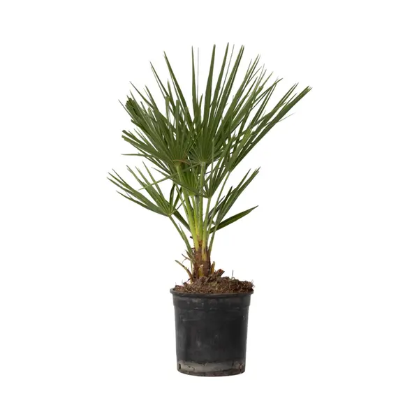 Plant In A Box - Chamaerops Humilis - Europese Dwergpalm - Winterhard - Pot 15cm - Hoogte 50-60cm thumbnail