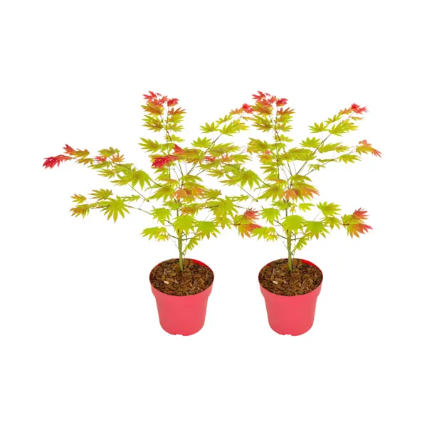 Plant In A Box - Acer Palmatum 'Moonrise' - Set Van 2 - Japanse Esdoorn Winterhard - Pot 19cm - Hoogte 40-50cm thumbnail