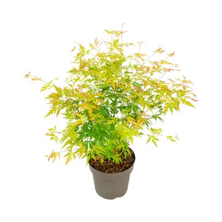 Plant In A Box - Japanese Maple 'Orange Lace' - Japanse Esdoorn Acer Boom - Prachtige Levendige Kleuren - Pot 19 - Hoogte 60-70cm