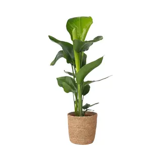 Plant In A Box Strelitzia Nicolai In Decoratieve Mand - Hoogte 55-70cm - Pot 17cm - Paradijsvogel Kamerplant