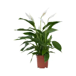 Spathiphyllum Lima - Lepelplant - Bloeiende Kamerplant - Luchtzuiverend - Pot 17cm - Hoogte 60-75cm