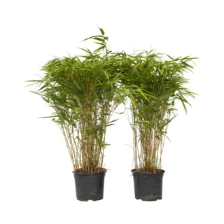 Plant In A Box - Fargesia Nitida 'Gansu' - Set Van 2 - Wintergroene Niet Woekerende Bamboe - Pot 17cm - Hoogte 50-70cm