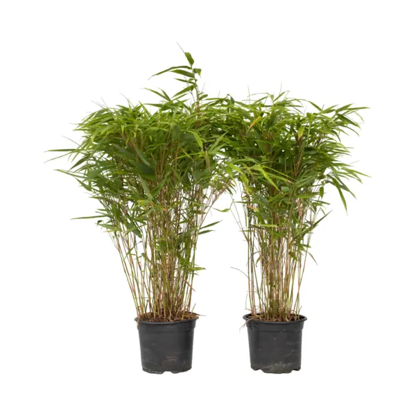 Plant In A Box - Fargesia Nitida 'Gansu' - Set Van 2 - Wintergroene Niet Woekerende Bamboe - Pot 17cm - Hoogte 50-70cm thumbnail