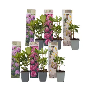 Plant In A Box - Mix Van 6 Rhododendron - Winterharde Betrouwbare Planten - Paars, wit, roze - Pot 9cm - Hoogte 25-40cm