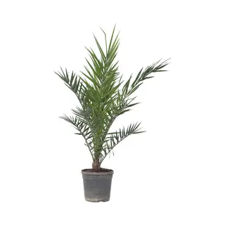 Plant In A Box - Phoenix Canariensis - Canarische Dadelpalm - Pot 19cm - Hoogte 80-100cm