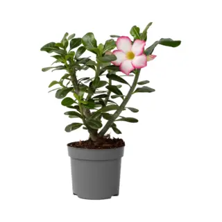 Plant In A Box - Adenium Obesum Pink Star - Roze Woestijnroos - Bloeiende Woestijnroos - Pot 13cm - Hoogte 30-40cm