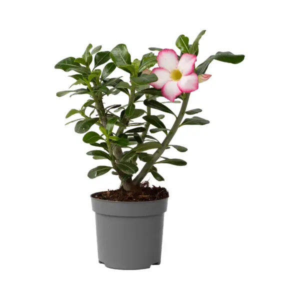 Plant In A Box - Adenium Obesum Pink Star - Roze Woestijnroos - Bloeiende Woestijnroos - Pot 13cm - Hoogte 30-40cm thumbnail