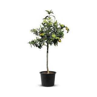 Tropictrees - Mandarijnboom - Citrus Reticulata - Mandarijn - Eetbaar - Citrusboom - Hoogte Ca. 150cm