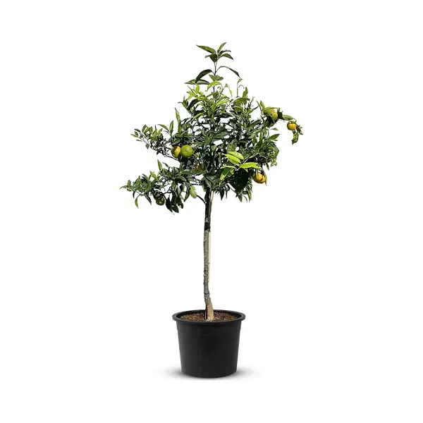 Tropictrees - Mandarijnboom - Citrus Reticulata - Mandarijn - Eetbaar - Citrusboom - Hoogte Ca. 150cm thumbnail