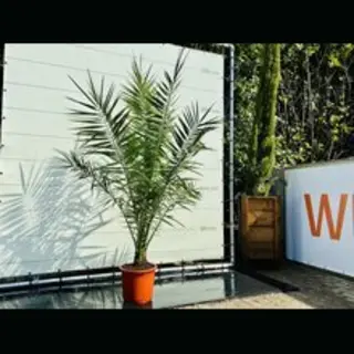 Tropictrees - Palmboom - Phoenix Canariensis - Canarische Dadelpalm - Pot ⌀ 30cm - Hoogte Ca. 160cm
