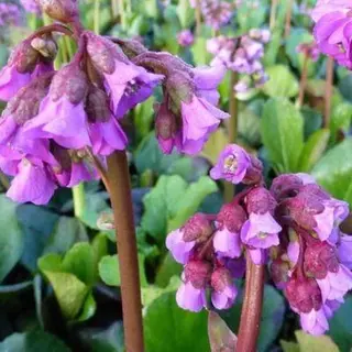 Boomenplant.be 6x Bergenia Cordifolia - Schoenlappersplant - Pot 9x9 Cm