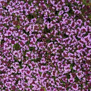 Boomenplant.be 6x Thymus Praecox 'Coccineus' - Kruiptijm - Pot 10, 5 Cm