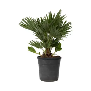Plant In A Box - Chamaerops 'Vulcano' - Winterharde Dwergpalm - De Perfecte Tuinplant - Pot 24cm - Hoogte 45-55cm