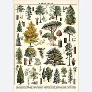Poster Arboretum - Cavallini & Co - Vintage Schoolplaat