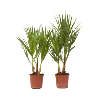 Plant In A Box - Washingtonia Robusta - Set Van 2 - Mexicaanse Waaierpalm - Pot 15cm - Hoogte 50-60cm