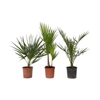 Plant In A Box - Buiten Palmbomen Mix - Mix Van 3 Planten - Pot 15cm - Hoogte 50-70cm