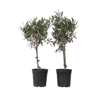 Plant In A Box - Olea Europaea - Set Van 2 - Olijfboom Op Stam - Pot 14cm - Hoogte 50-60cm