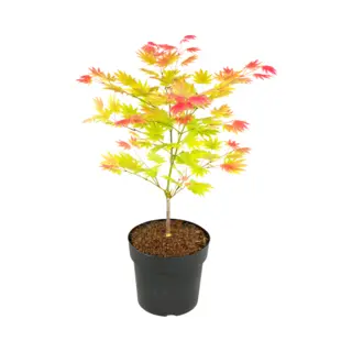 Plant In A Box - Acer Palmatum 'Moonrise' - Japanse Esdoorn Winterhard - Pot 19cm - Hoogte 40-50cm