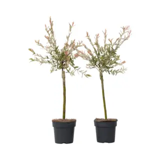 Plant In A Box - Salix Integra Flamingo - Set Van 2 - Tuinplant - Bonte Wilg - Winterhard - Pot 17cm - Hoogte 60-80cm